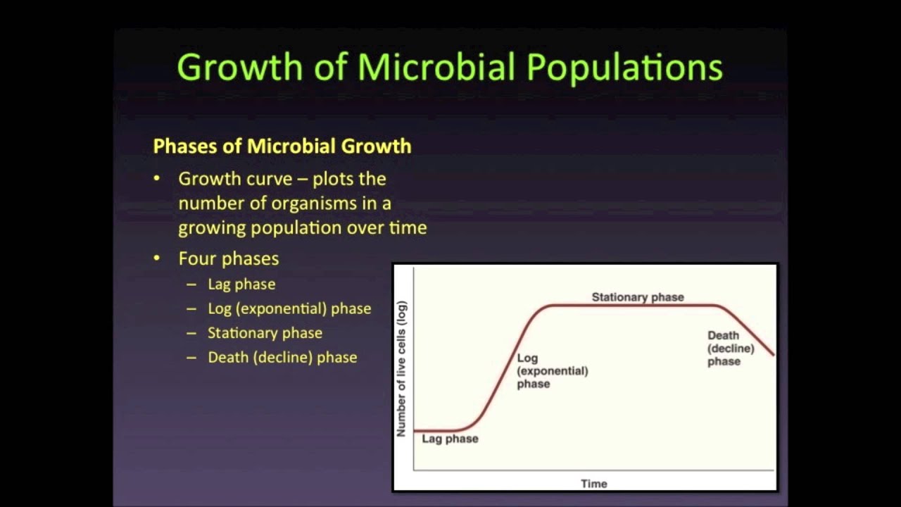 Growth of Microbial Populations Part 1 - YouTube
