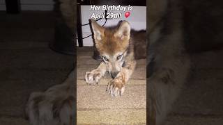 Is This The Same Wolf? #petwolf #honeythewolf #wolf #wolfdog