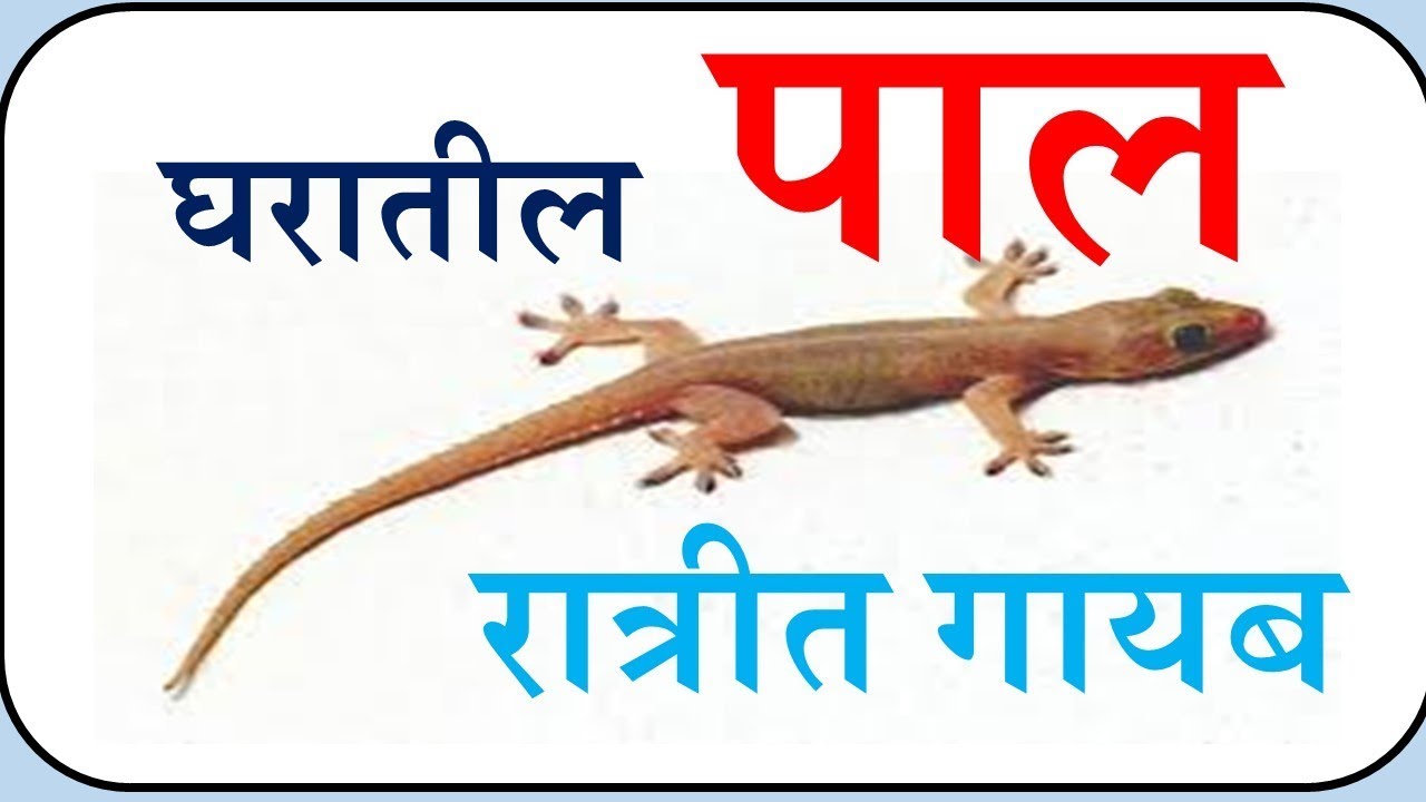 घरातील पाल एकाच रात्रीत गायब घरगुती उपायाने ||how to get rid of lizards at home || know