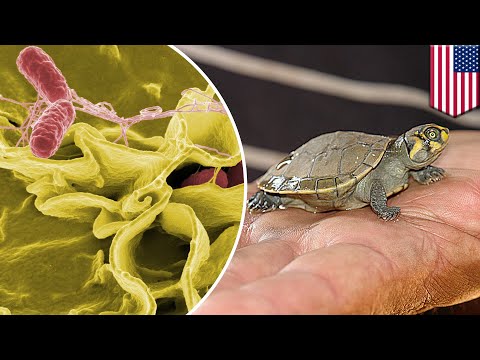 Salmonella In Indonesia
