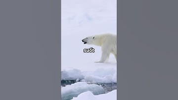 Gấu Bắc Cực  Loài Vật Ăn Thịt Lớn Nhất Trên Cạn #sựthậtthúvị #animals #dongvat #hàihước #khampha