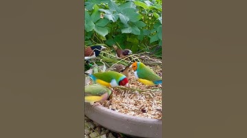 Gouldian Finches in mix bird aviary #bird #birds #aviary #finch