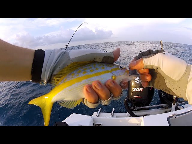 6 Yellowtail Snapper Fishing Tips to Help You Catch More Fish