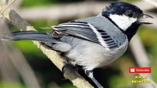 Gelatik Batu Gacor! Untuk masteran dan pancingan Burung