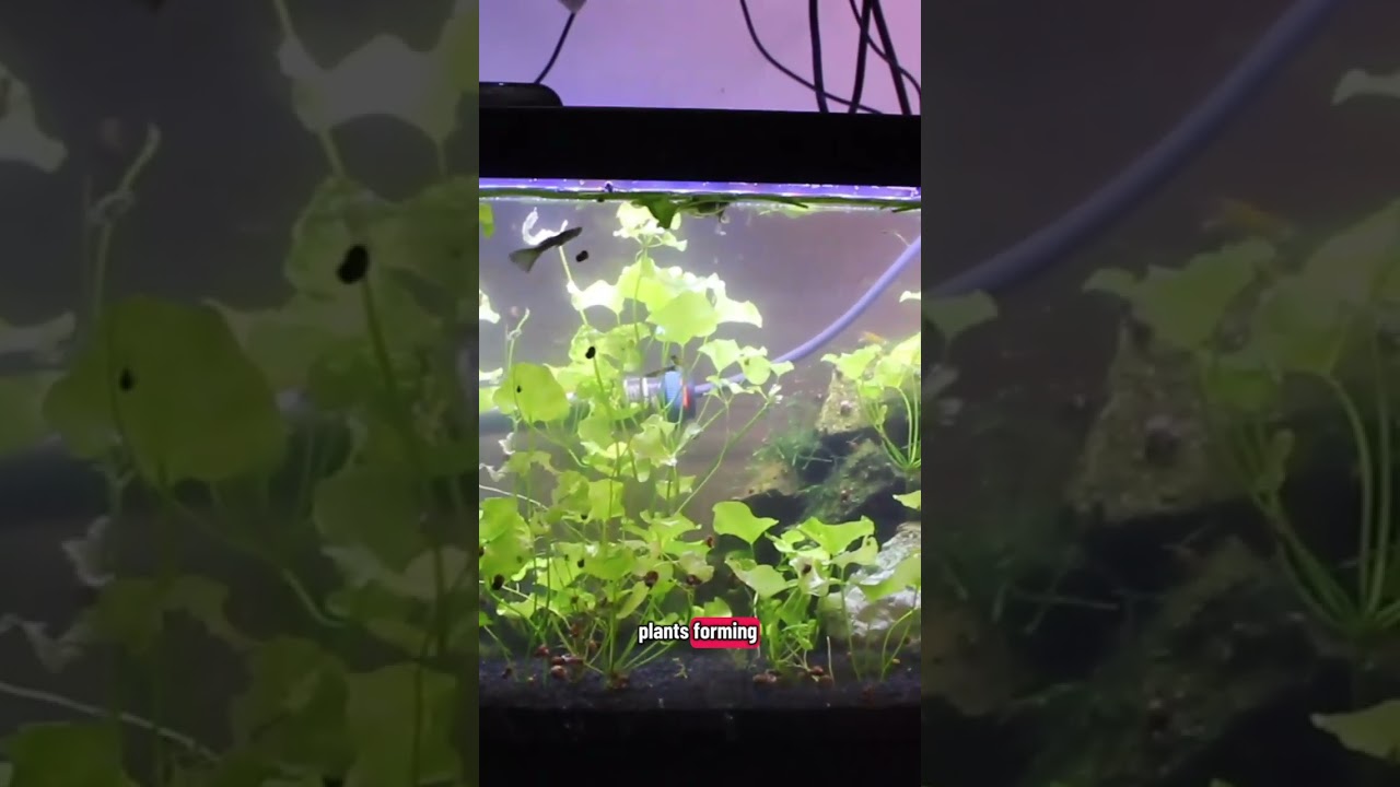 Watch This Plant Grow Babies! The Easiest Way to Propagate Taiwan Lilies!