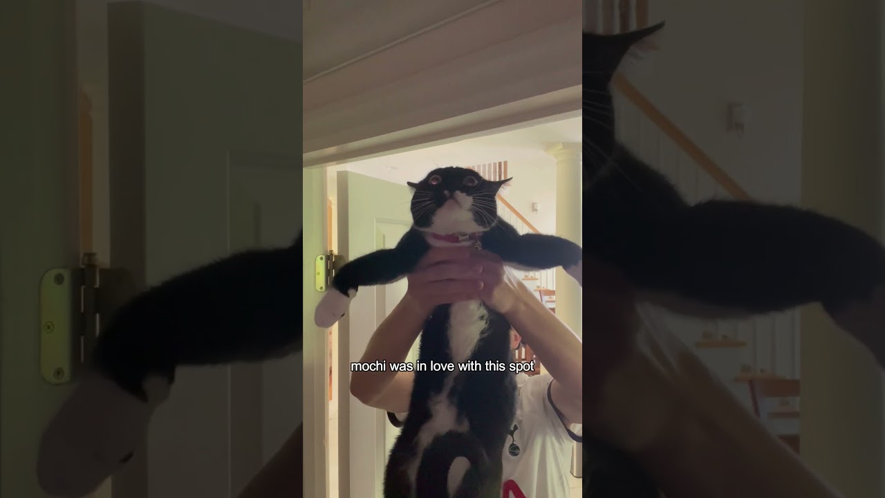 Showing My Cat Places That She's Never Seen Before 