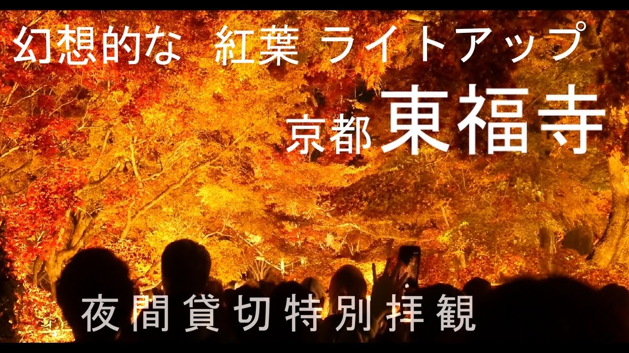 京都紅葉　東福寺夜間拝観　ライトアップが素晴らしすぎる。Kyoto Temple Night tour　京都観光　日本旅行　Autumn leaves in Kyoto - Nighttime