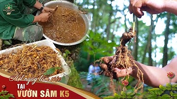 Một ngày làm việc tại vườn sâm K5