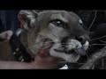Cougar Tracking | Is cougar hunting breeding chaos?