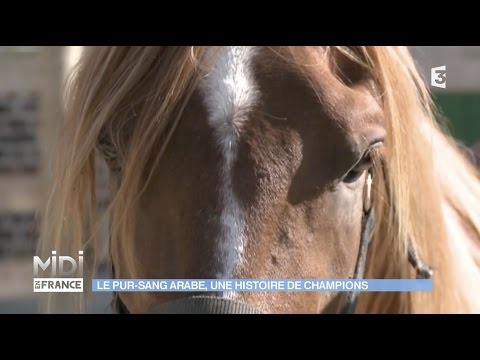 Le Pur Sang Arabe Une Race De Champions Youtube