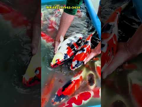 DEFINISI BERMAIN LUMPUR TAPI MENGHASILKAN!! #shorts