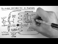 Bilirubin Metabolism Simplified - YouTube