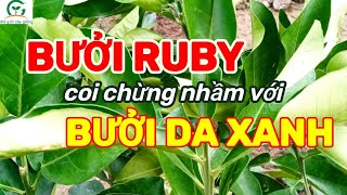 Bưởi Ruby ra sao Mua cây giống ở đâu 0845.66.44.99❤Thế Giới Cây Giống Cai Lậy