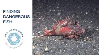 How to find amazing marine life Ep 2 : the Scorpionfish, stonefish and waspfish challenge