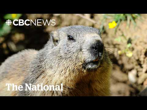 OnlyMarms? Marmot researchers launch cheeky funding drive | The Moment