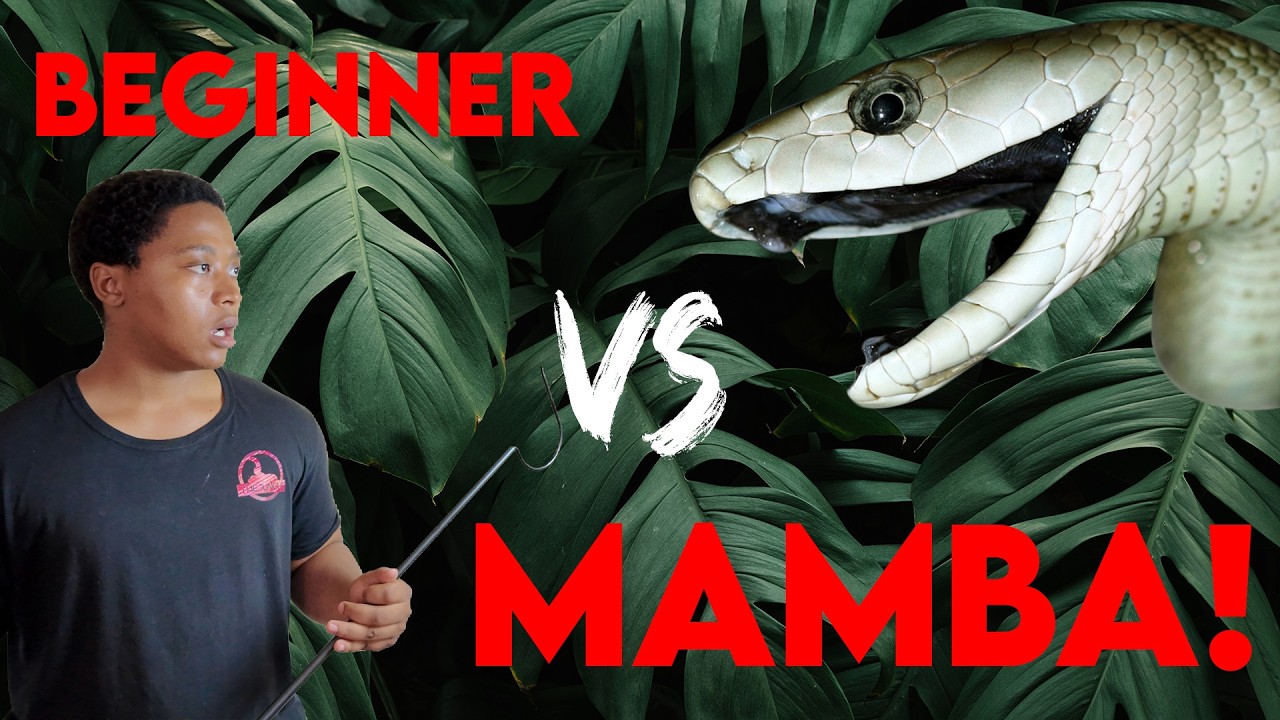 Beginner Vs Mamba