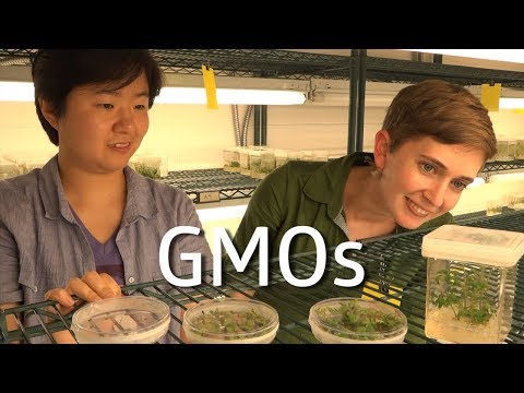 Video: Mali By Ste Sa Báť GMO? Alternatívny Pohľad