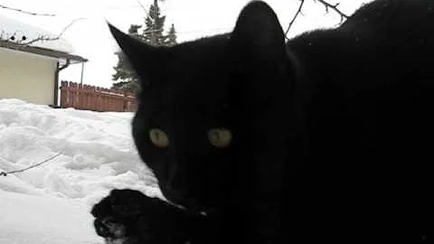 Watch the video about Chopper the Black Manx cat in the snow