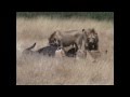 Pride of lions attack buffalo