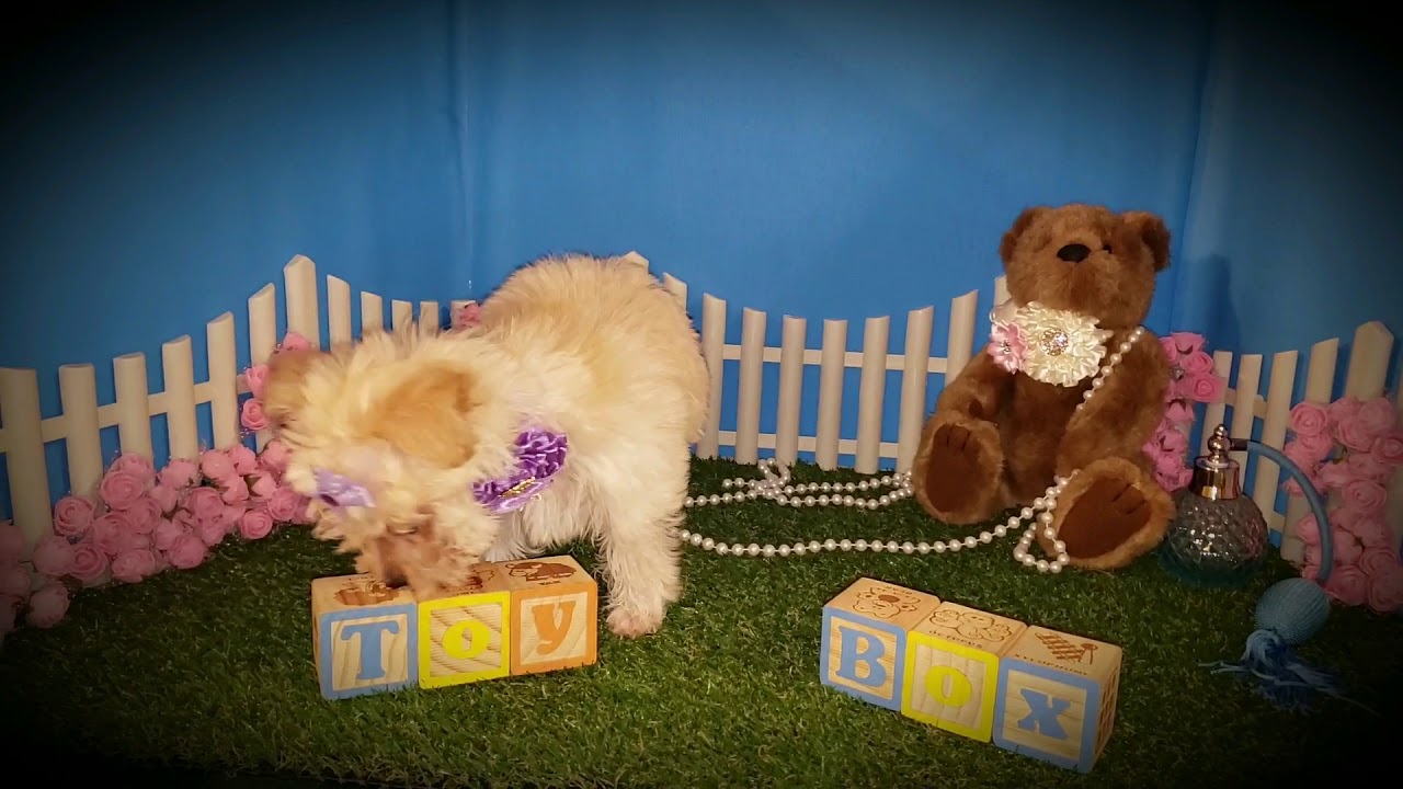 ToyBox Puppies. MO.(1) YouTube
