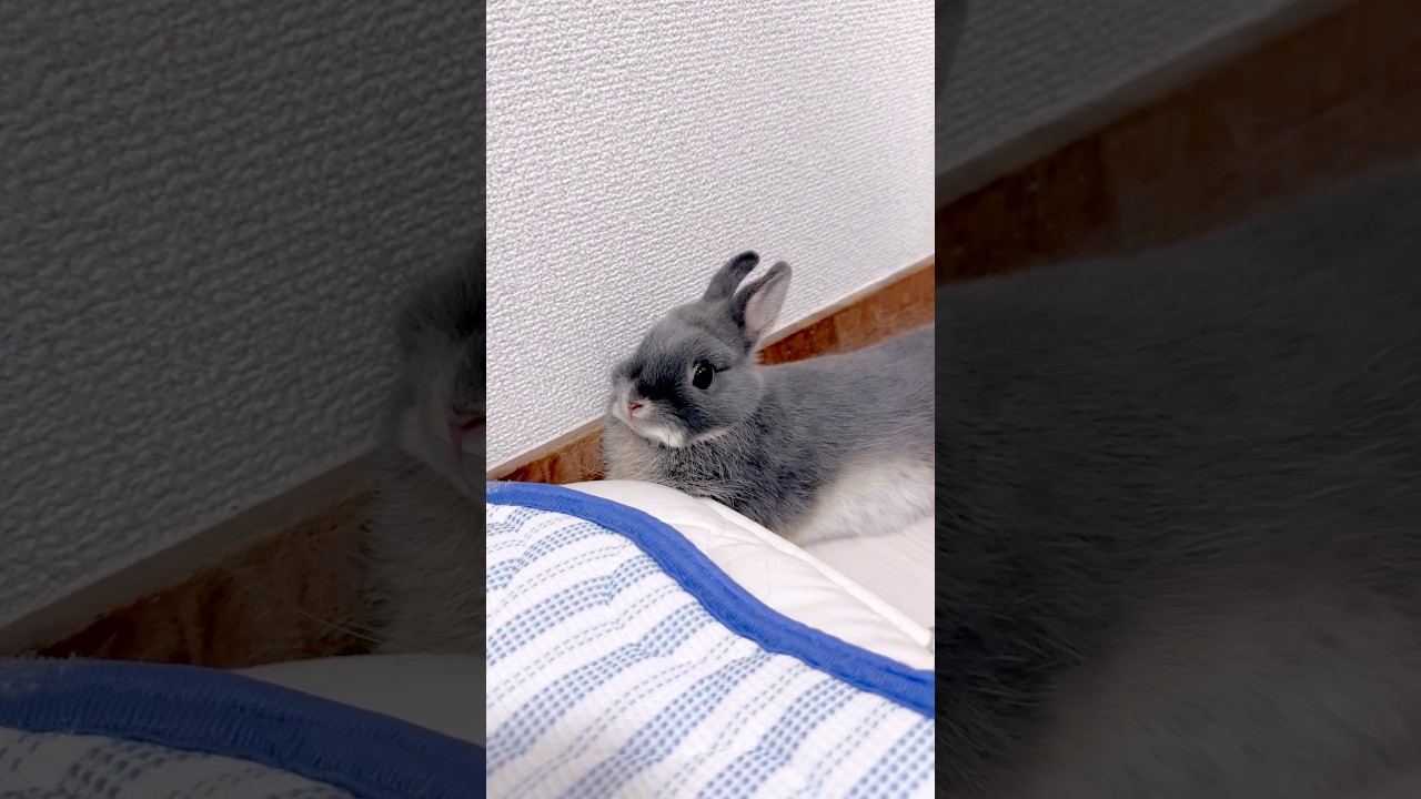 ママを見つけた子ウサギの反応が可愛すぎた　