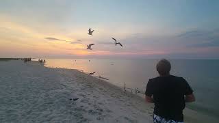 Feeding seagulls on Dauphin Island AL