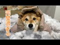 冬支度の防寒対策が完璧過ぎる柴犬が可愛い