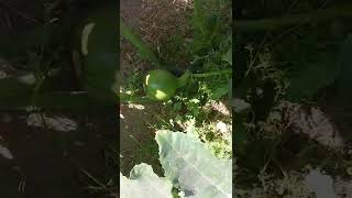 my pumpkins patch