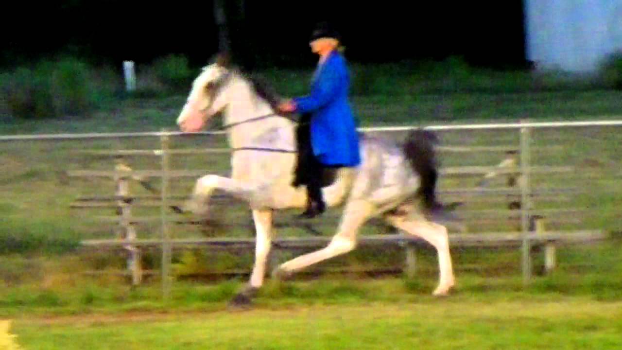 Probation Officer TWH North Carolina Foothills Jubilee Horse