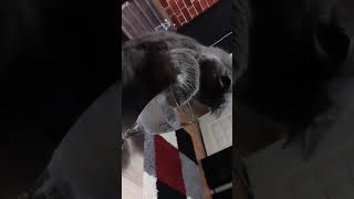 Download lagu Drinking with paws Drinking with paws