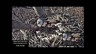 Avon Lake Eagle Cam - April Fools! - 4/1/2023