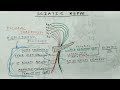 How to draw sciatic nerve