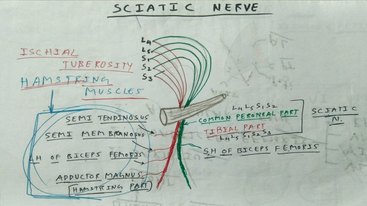 Sciatic Nerve Anatomy- Branche's | TCML