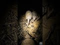 POV An Armadillo Digs Into the Ground… Then This Happens#shorts#shortsvideo#shortsviral#viral#pov