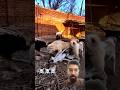 #youtubeshorts #youtube #dogshorts #doglife