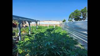 It's Mid-June & the Ganja Garden is Kickn Ass with 20 Dif Outrageous Potent Cultivars, Let's Grow