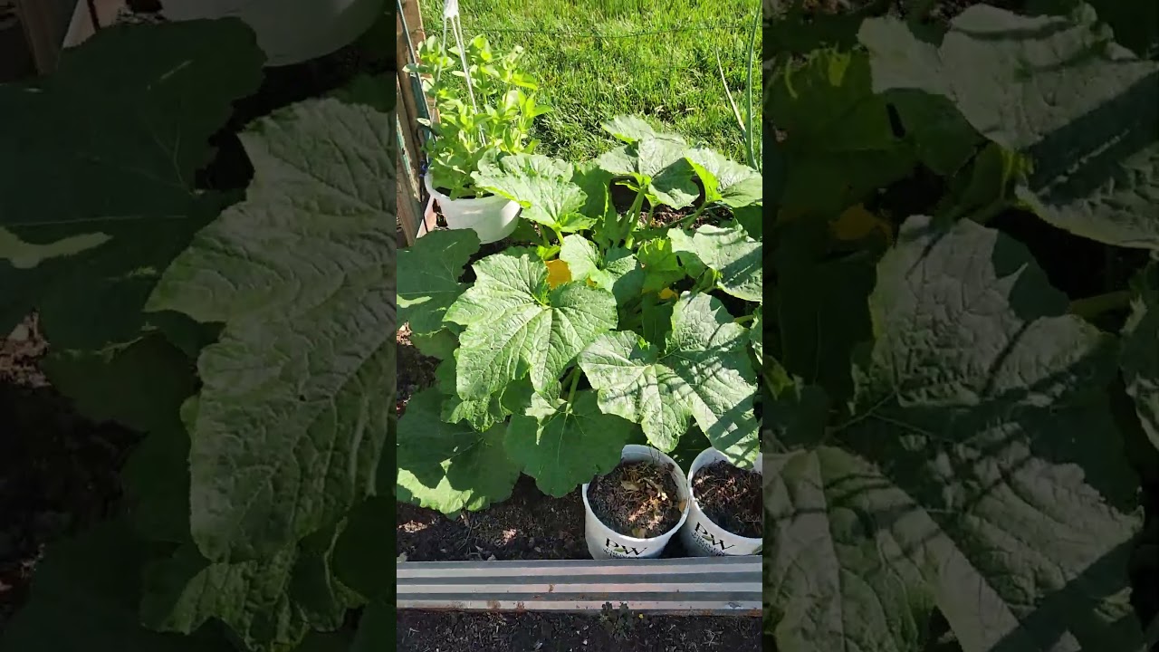 Easy Irrigation for Raised Beds!