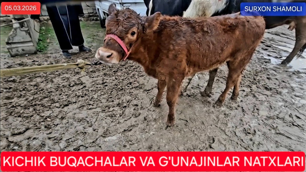 05.03.2026 HANDAL PAYSHANBA MOL BOZORI 