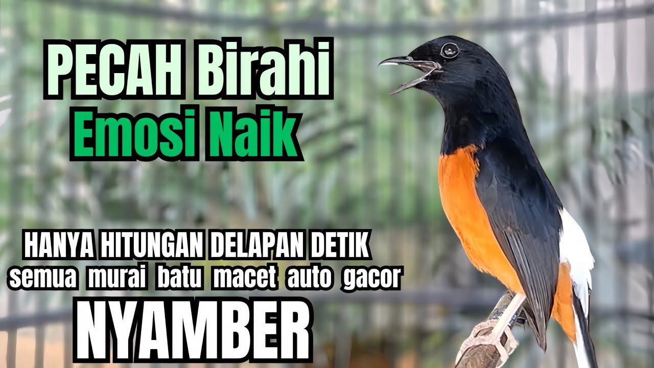 Murai batu GACOR TEMBAKAN MEWAH cocok untuk PANCINGAN agar bunyi JADIKAN burung murai gacor NYAMBER