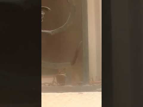 Video chim mái nằm gọn gàng trong ổ bên cửa sổ - youtube