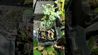 How to take care of soses plant Good fertilizer for roses