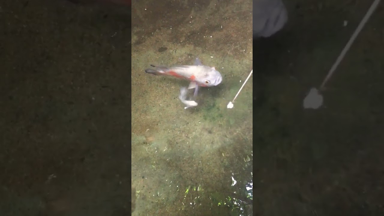 Albino tiger / Vailtail velvet oscar fish 