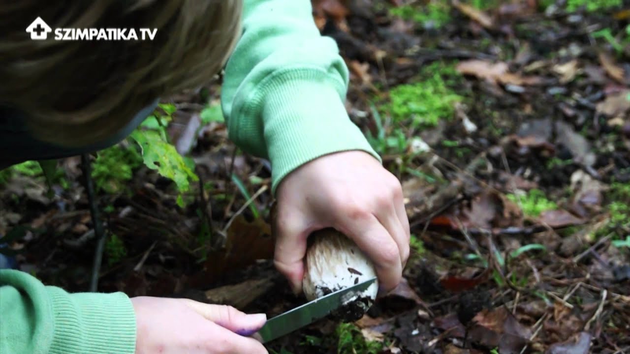 Több mint pörkölt