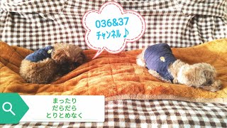 【番外編224】036&37ちゃんねる：完全オフモード。まったり、ダラダラ、とりとめなく。夕方、一杯やりながらお気楽に。イメージは「深夜ラジオ風」。不動産投資の話とかはしません。