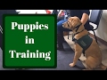 Guide Dogs for the Blind Puppy Raising Class | Distractions Guide Dogs for the Blind Puppy Raising Class | Distractions