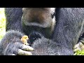 A huge gorilla named bobo has made best friends with a tiny bush baby