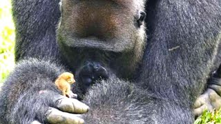 A Huge Gorilla Named Bobo Has Made Best Friends With A Tiny Bush Baby