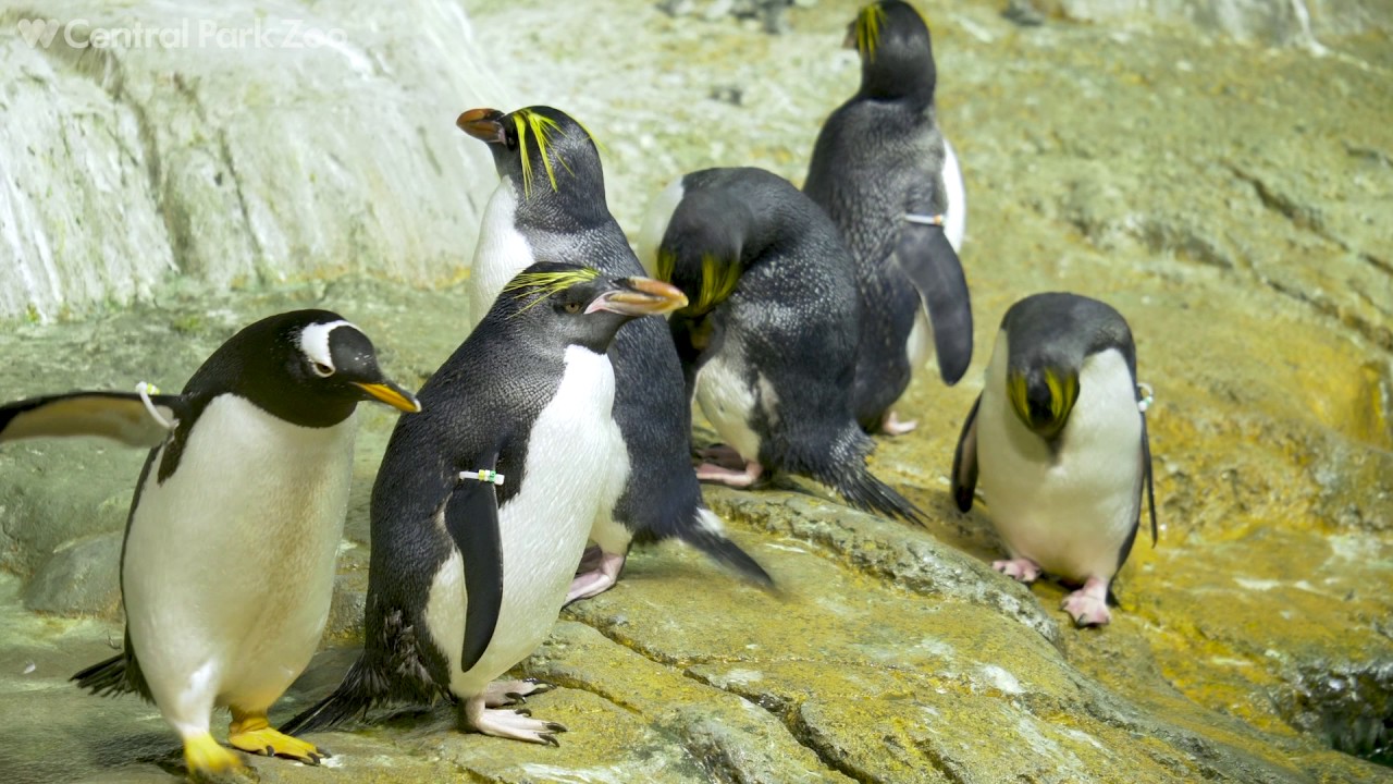 Penguins  Crawford's Gift Shop