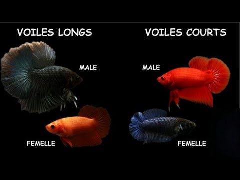 Vidéo: Gouramis reproducteurs mâles et femelles: comment identifier le sexe