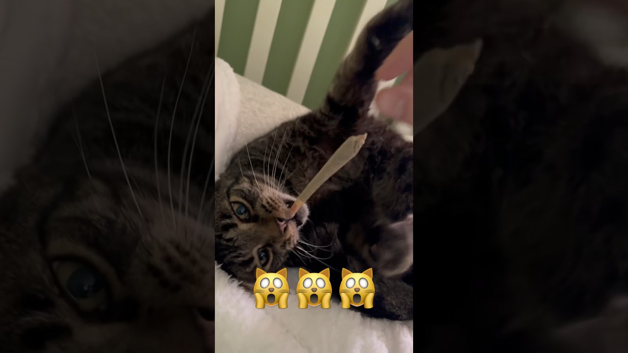 NO MR KITTY CATNIP IS A CONTROLLED SUBSTANCE!!!￼